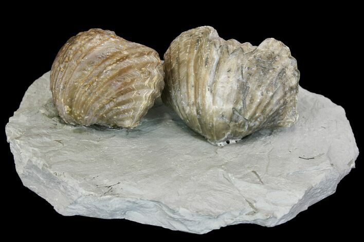 Multiple Fossil Brachiopod (Platystrophia) Plate - Kentucky #136608